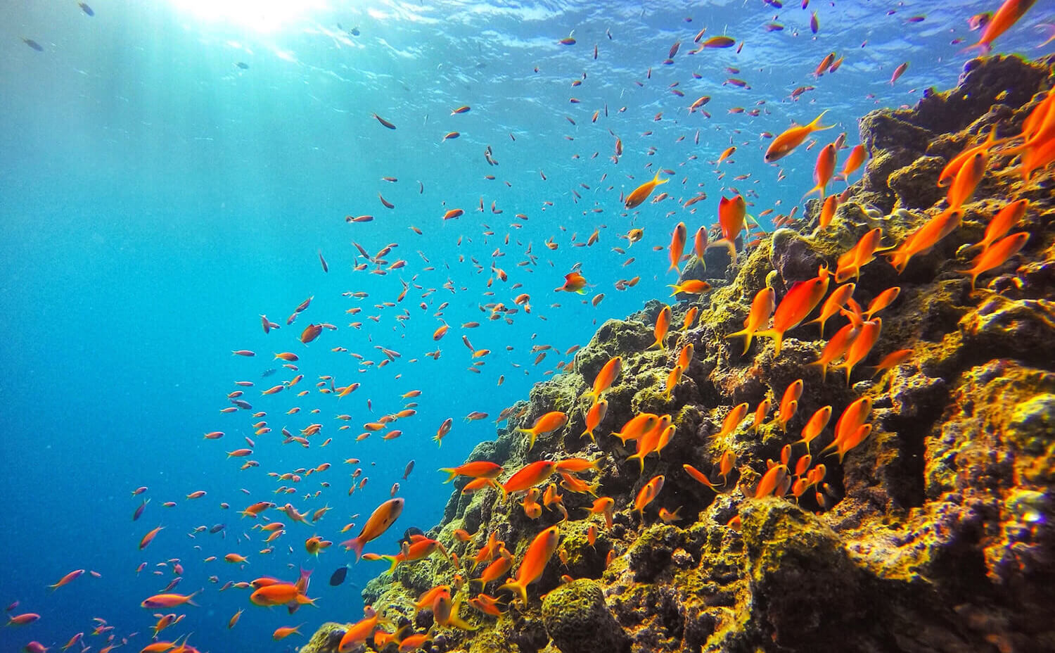 石垣島の熱帯魚